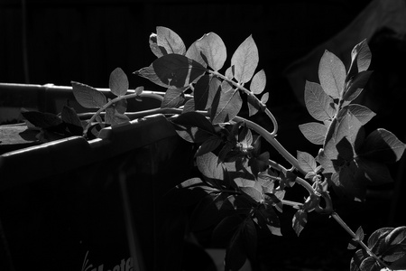 October 2, 2015:  In the morning light, even this recycled recycling bin and potato plant appear beautiful.  Changing perspectives and seeing in new light works for more than potato plants, too.  Still...life.