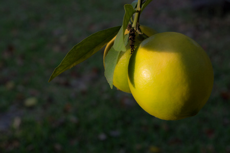 October 19, 2015:  This will be the last time the lemons are part of this body of work.  They are about ready, soon to become juice and zest.  Months of growing paid forward to tasty eating.  Still...life.