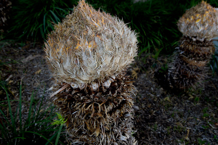 October 21, 2015:  Guardians of the garden.  Strangely different after the received their winter trim.  Still...life.