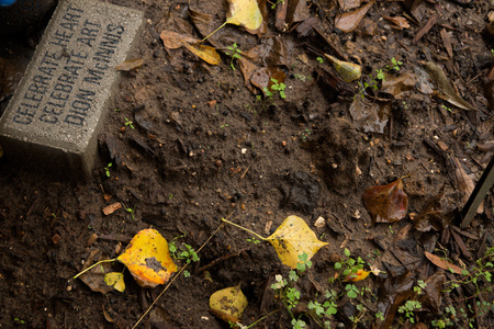 November 7, 2015:  A paver brick from a donation made long ago sits in a garden to remind me art is everywhere, in everyone.  Let it out.  Still...life.