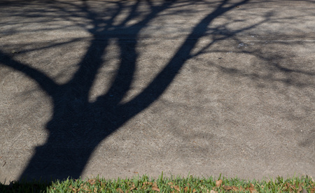 December 18, 2015:  A shadow tree grows from my yard and into the street. moving around as the sun moves. Shadow leaves are much easier to rake, I bet.  Still...life.