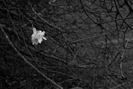 December 30, 2015:  The bare branches reveal that it is supposed to be winter; the new bloom reminds us that, despite all appearances, there is...Still...life.