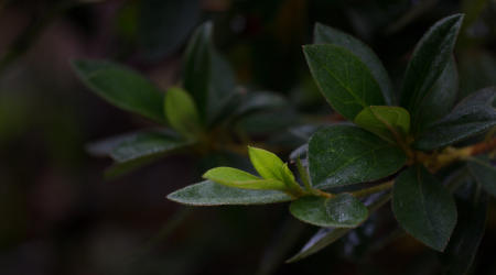 January 2. The cold, dreary day revealed beauty, it didn't hide it. From the cover of the front porch, beauty caught rain only a few steps away.