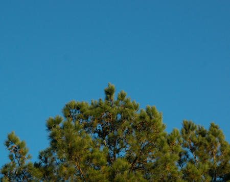 January 4 Simplicty of color reminds me of my crayon box as a kid, but a closer look at the nuances in the simple scenes of life make even my big box feel outdone. Textures revealed on a closer look provides its own beauty, including of memories of the many uses of pine needles: stuck into window screens as we played telephone operator; thrown like darts; main ingredient in a tea and much more.