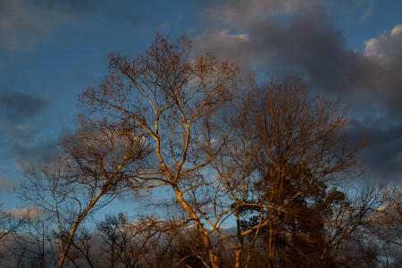 January 6  Sunset light showcasing the trees against a sky of clouds charcoal and white transport me to a location of memories and dreams, but I was only a half-mile from my house. Beauty carries me to time, locations and emotions from the past and into the future, while relishing the moment. 