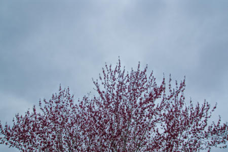 February 10   More tree tops with clouds. I keep finding beauty and patterns, and today in the colors that will soon make way for the greens of spring.