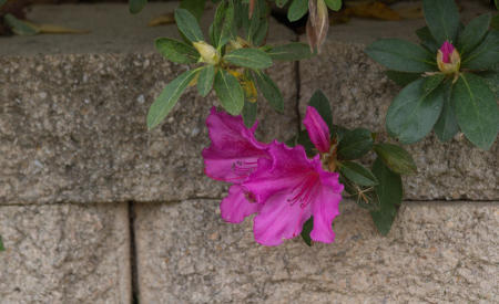 March 11  New textures of spring's young bloom against the old texture of stone...beauty of youth and age, transitory and permanent.