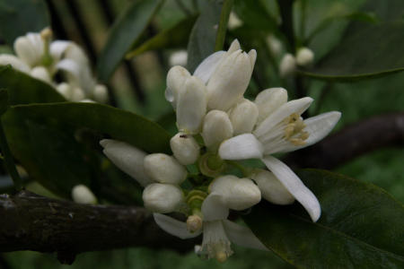 March 13  Most of the orange blossoms survived the late freeze a few days ago, and their sweet, bug-calling aroma calls me, too, long enough to save their youth in images. 