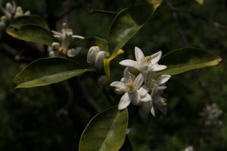 March 20   The orange tree survived last year's uprooting and relocation, now providing beautiful little buds that sparkle in spring sun and attract bees with their scent.