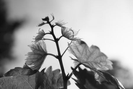 April 2   The grape vine is awake and shooting for the skies, later to provide grapes for nibbling and, perhaps, enough for canning.  At this moment, the pyramid of forms and textures reveal a beauty unto its own.