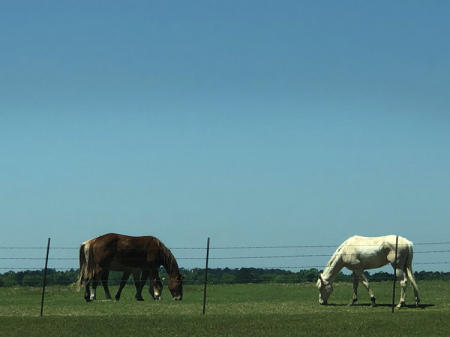 April 14   A quick trip to the nearby home improvement box store brought me by this field which provided a view of these beautiful horses. The beauty of errand running.