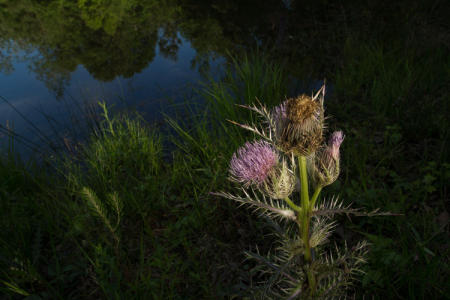 April 15  A spot of sunlight hits this gnarly weed. Beautiful to look at, but not something I want to grab a handful of. 