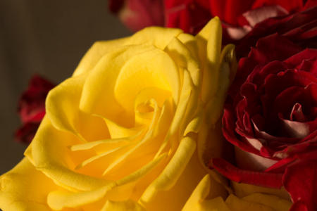 April 21    The roses that I greeted my wife with at the airport after her week away with family, quickly came to full bloom. revealed in the morning light.