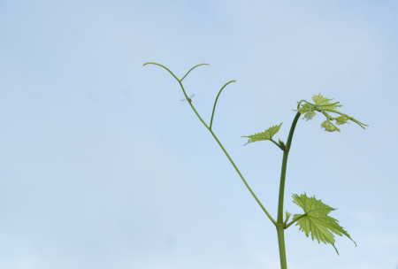 May 10  The ever-reaching grape vine had company this moment and the beautiful details in the intricacies of leaves and wings serve as more reminders of why I love my garden.