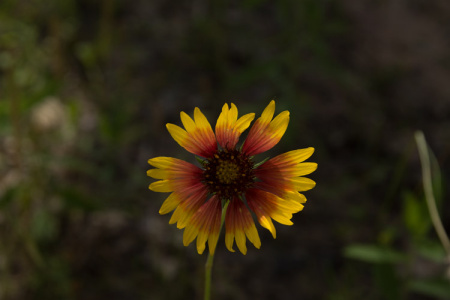 May 12  The last flower that I see as I leave my Walden (Place Away from Places) strikes me with the beauty of its colors and the beauty of its imperfections.