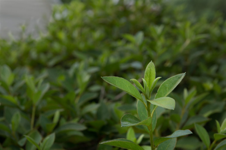 May 22     I should trim the azaleas, but the new growth is too beautiful and I appreciate its willingness to stand out and say "look at me" without fear of being lopped.