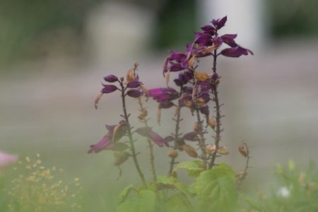 May 24   A bug's-eye view, peering through the grass to the towering stalks of purple beauty.