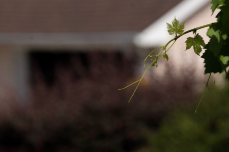 May 26   The beauty of hope and faith. This grape vine is reaching out to space where there is no tree nor trellis, yet it grows to someday serve by producing grapes.