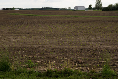 May 30  I love farm country, wherever the farm is.  This Iowa field of corn that is just finding its way out of the ground is a different kind of beautiful than when it will be high and moving to the breezes a few months from now.