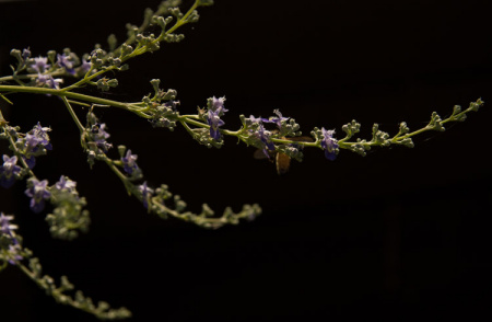 June 3   The bees have arrived.  For the next few months this tree will be abuzz with pollinators that also travel to my nearby garden. It's more than a beautiful scene; it is a beautiful relationship.