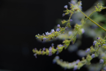 June 6  As focus shifted back and forth as the branches moved, it seemed for a moment a bit like a scene from a fairy tale or myth. No myth, this beauty. It grows in my backyard.