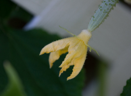 June 7   Every bump, texture and detail serves a purpose as the bloom becomes a cucumber.  I am in awe of the beauty of the process and the perfection of creation.