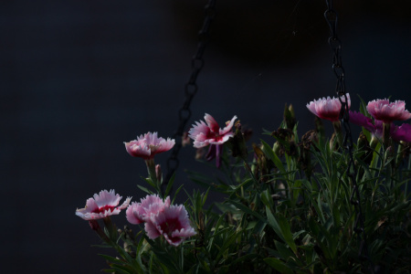 June 8  A hill of color rising in the hanging planter, catching my eye as the light of the day diminishes.