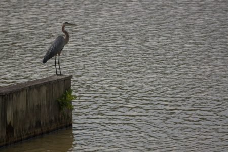 June 11    Beautiful in his or her way against the textures of the water, looking for lunch or maybe just enjoying the view.