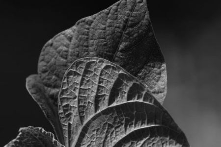 June 15   Leaf textures paused between flutters in the wind.