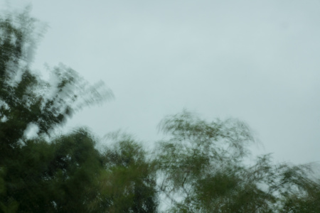 June 16   I hope you can hear the wind in this image as the storm moved in creating beautiful motion, sounds and colors.