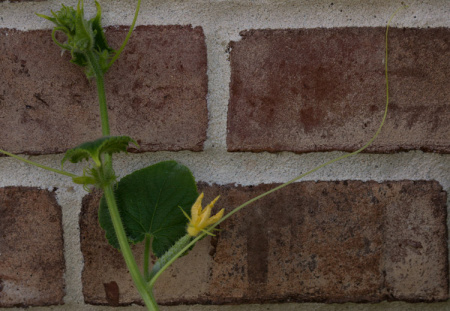 June 28   The cucumber poses against the textures of the red bricks; I call my garden plants "my children."  I love them all.