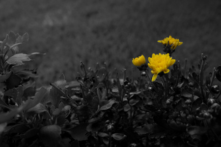 July 1    I'm not prone to images that isolate colors like this, but this flower demanded it of me.  Who am I to not grant beauty's wish?