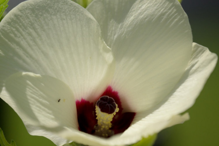 July 6   It continues to amaze me how an okra pod can be the result of a bloom so beautiful.