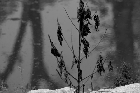 July 18  Wabi-sabi...the beauty of decay.  And here of tonalities, textures and reflections. A poem calls from here.