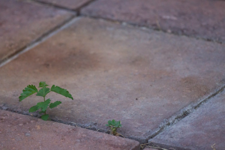 July 19  The beauty of colors...and the message.  "Grow where you are planted."