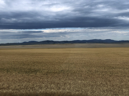 July 27   Wheat fields while whizzing by at 80 mph...a beautiful parting shot before leaving Montana and its incredibly varied beauty.
