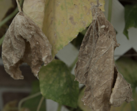 July 29   Wabi-sabi again.  The beauty of decay.  There are about 25 pints of pickles in the pantry thanks to the hard work of this cucumber plant.