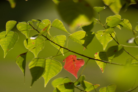 September 27    Talk about an early warning system for Fall! Ahead of its time, this leaf stands out with colors and textures to hint that Fall is coming...eventually.