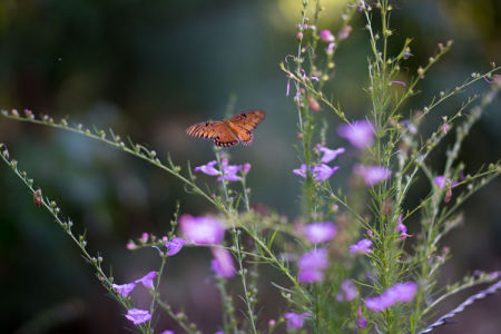 October 9  She arrived as I walked up to the flowers and left after I had taken several images; beauty comes into our lives to remind it is actually there all the time.