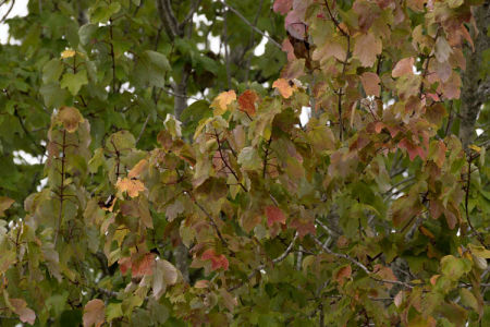 October 16   The temperatures drop to below 60 and the trees, desperate to have four seasons, adjust their colors in celebration before it goes back to the 80s in a day or two.