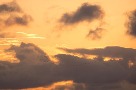 October 20  The overwhelming beauty of colors and clouds almost, almost take us away from the beauty of the birds in flight.