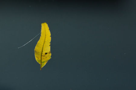 October 21   This beautiful leaf backlit by the morning sun awaited me on the truck windshield. Beauty waits for us everywhere.