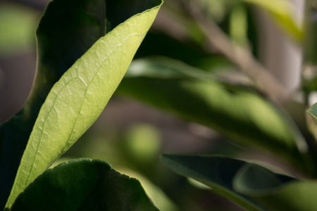 October 23   Turning over a new leaf...the orange tree surges in growth awaiting the chance to bloom in a few months. Beautiful colors and new life, ready to get to work.