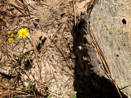November 6 The dirt at my Walden is more like a sandbox, and equally inviting to plant growth. But this weed flower persists.