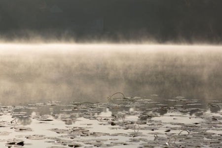 November 17   The water releases a veiled wall between the lily pads and the shore for a beautiful view of morning on the lake.