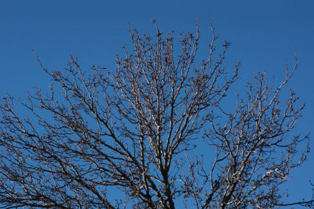 December 6  As beautiful as the trees were covered with leaves, the new conditions reveal a starker beauty against the cold, blue skies.