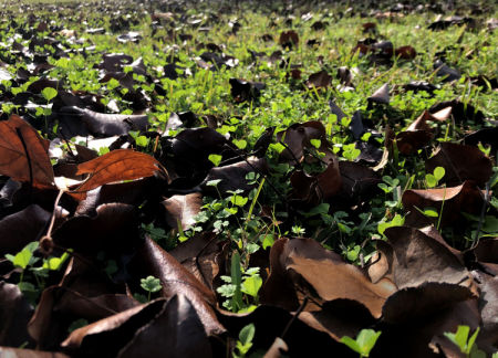 December 8  Though these leaves and weeds create an interesting pattern of colors and textures seen from this bug's-eye view, they must loom large to whatever insects traverses the field.