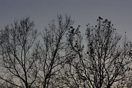 December 11   Cool skies, few leaf hangers-on and the scene whispers "It is winter."